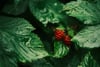 Close-up of small red berries nestled among dark green textured leaves in soft natural light