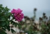 Close-up of a pink rose in bloom against a softly blurred garden background