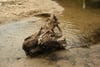 Weathered driftwood partially submerged in shallow river water with ripples near a sandy bank
