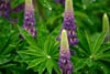 Purple lupine flowers surrounded by lush green leaves, with droplets of water on the foliage