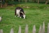 A goat with large curved horns grazing on grass in a fenced grassy area