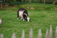 A goat with large curved horns grazing on grass in a fenced grassy area