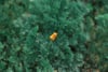 A single orange flower bud surrounded by dense green foliage