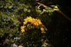 Sunlit golden-yellow leaves stand out against dark green forest foliage beneath an arching tree branch