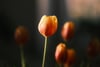 A close-up of a single orange tulip in focus, with several blurred tulips in the background, set against a dark, soft-focus backdrop
