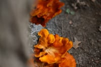 Close-up of bright orange fungi growing in a crevice on rough gray rock