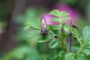 A moth rests on green foliage with a blurred pink flower in the background