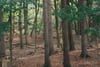 Quiet woodland with tall, straight tree trunks and a brown leaf-covered forest floor, lit by soft daylight filtering through the canopy