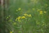 Soft-focus yellow wildflowers in a lush green field