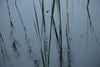 Tall reeds mirrored in calm water with subtle ripples and a muted blue-gray tone