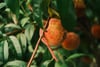 Close-up of ripe orange fruits hanging on a leafy branch in warm light
