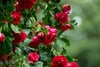 Cluster of vibrant red roses in full bloom against lush green foliage and a softly blurred garden background