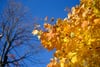 Bright yellow autumn leaves on a tree against a clear blue sky, with a bare tree in the background