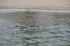 Calm rippling ocean water in the foreground with a sandy shoreline and a few distant seabirds in the background