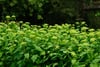 Dense cluster of bright green leafy plants in a natural outdoor setting with dark trees in the background