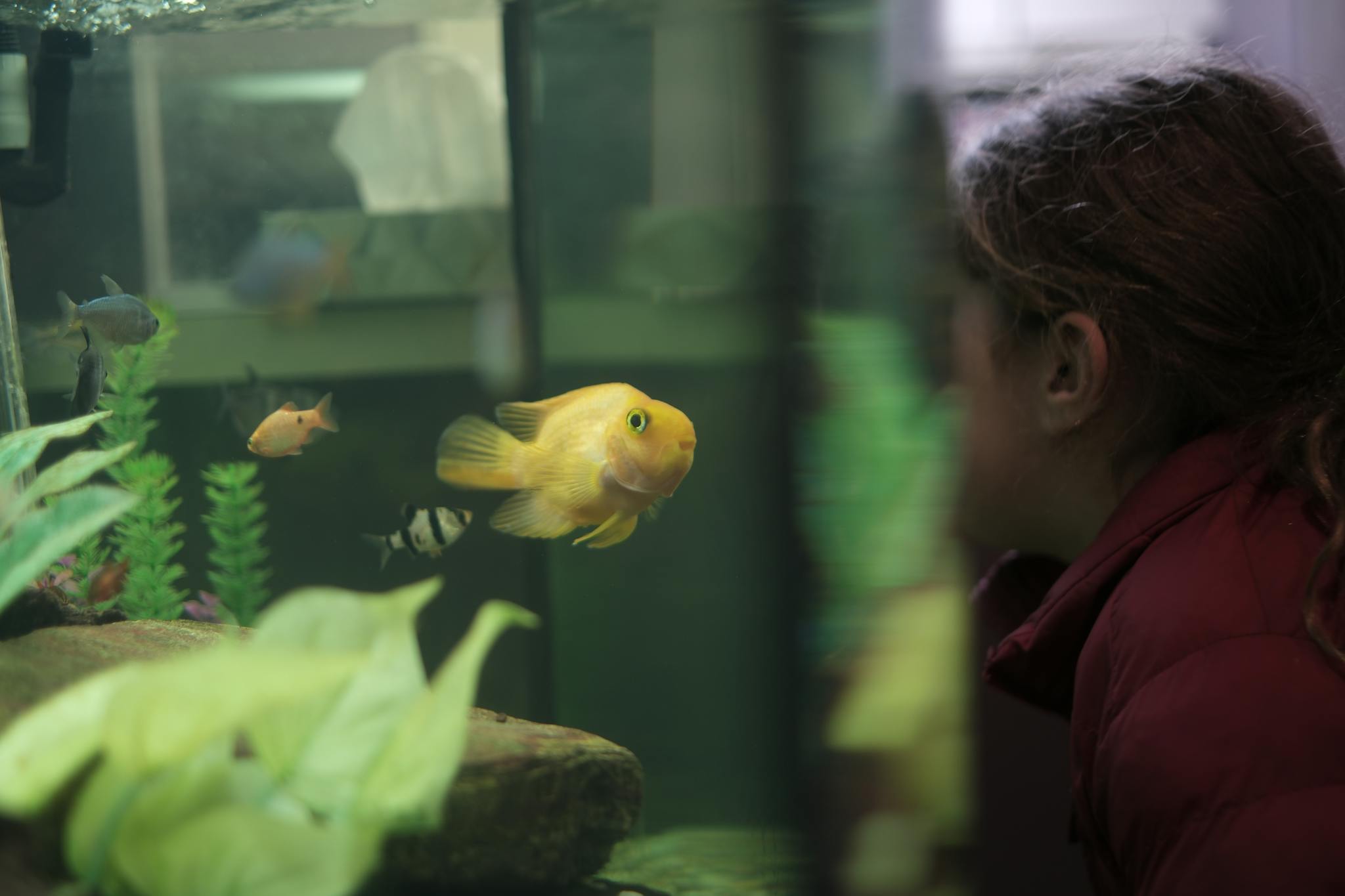 A person in a red jacket observing fish in an aquarium