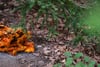 Orange chanterelle-like mushrooms clustered on a forest floor among fallen leaves and green undergrowth