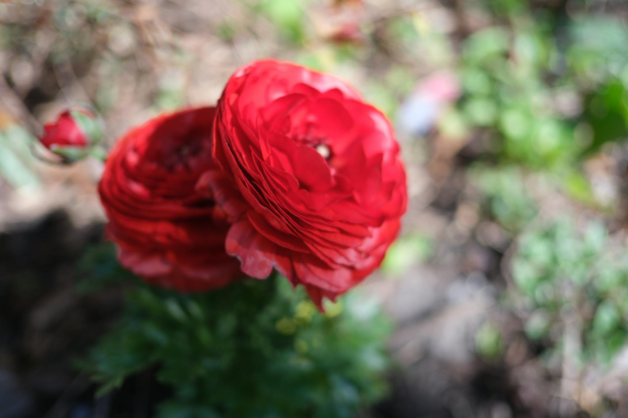 A red ranunculus flower with layered petals is in focus against a blurred natural background