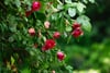 Red rose blossoms and buds among lush green leaves in a sunlit garden
