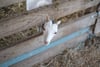 A goat peeks its head through a wooden fence in a barn filled with hay