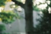 Soft-focus outdoor scene with a large tree trunk centered, green foliage in the background, and a small hanging light bulb near the upper left