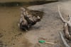 Driftwood and a plastic bottle washed onto a muddy lakeshore beside shallow water