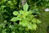 Close-up of vibrant green leaves on a shrub with a soft, leafy background
