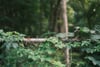 Green ivy and leafy vines growing over a horizontal wooden rail in a shaded forest, with softly blurred trees in the background