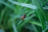 A close-up of a small insect perched on a blade of grass, with a blurred green background
