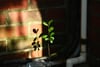 Small green plant sprouting between metal bars against a red brick wall in warm sunlight, with white PVC pipes below