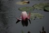 Pink water lily blooming among lily pads on calm, rippling pond water