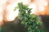 A close-up of a green plant with small leaves, set against a blurred background with warm, glowing bokeh