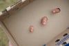 Three small baby teeth resting inside an open cardboard box