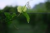 Green vine leaves and tendrils wrapped around a wire fence, with blurred foliage in the background