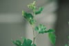 Close-up of a young green plant sprout with serrated leaves against a soft, blurred gray background