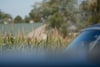A blurred foreground with tall grass or corn stalks, a partial view of a car, and a house with a green roof in the background