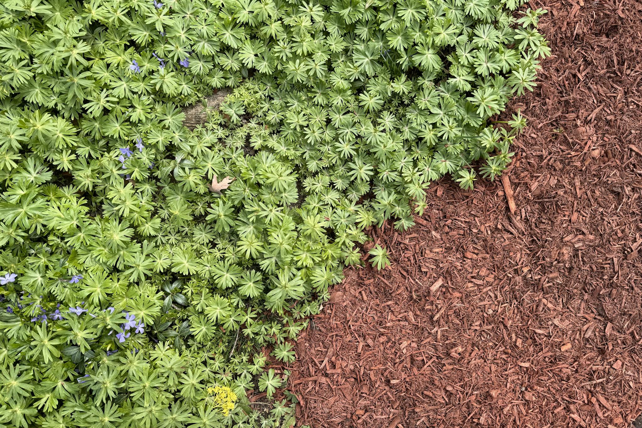 A lush green plant bed borders a swath of rich brown soil