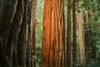Towering redwood trunks with deeply textured bark rise through a lush, sunlit forest