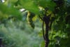 Close-up of ripening green grape clusters hanging from a vine amid lush leaves