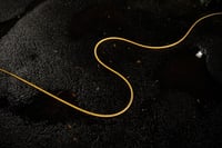 A thin yellow cord winds in graceful curves across a dark, grainy surface