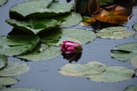 Pink water lily bud floating among green lily pads on a calm pond surface