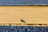 A small fly rests on a weathered yellow curb above coarse, dark asphalt
