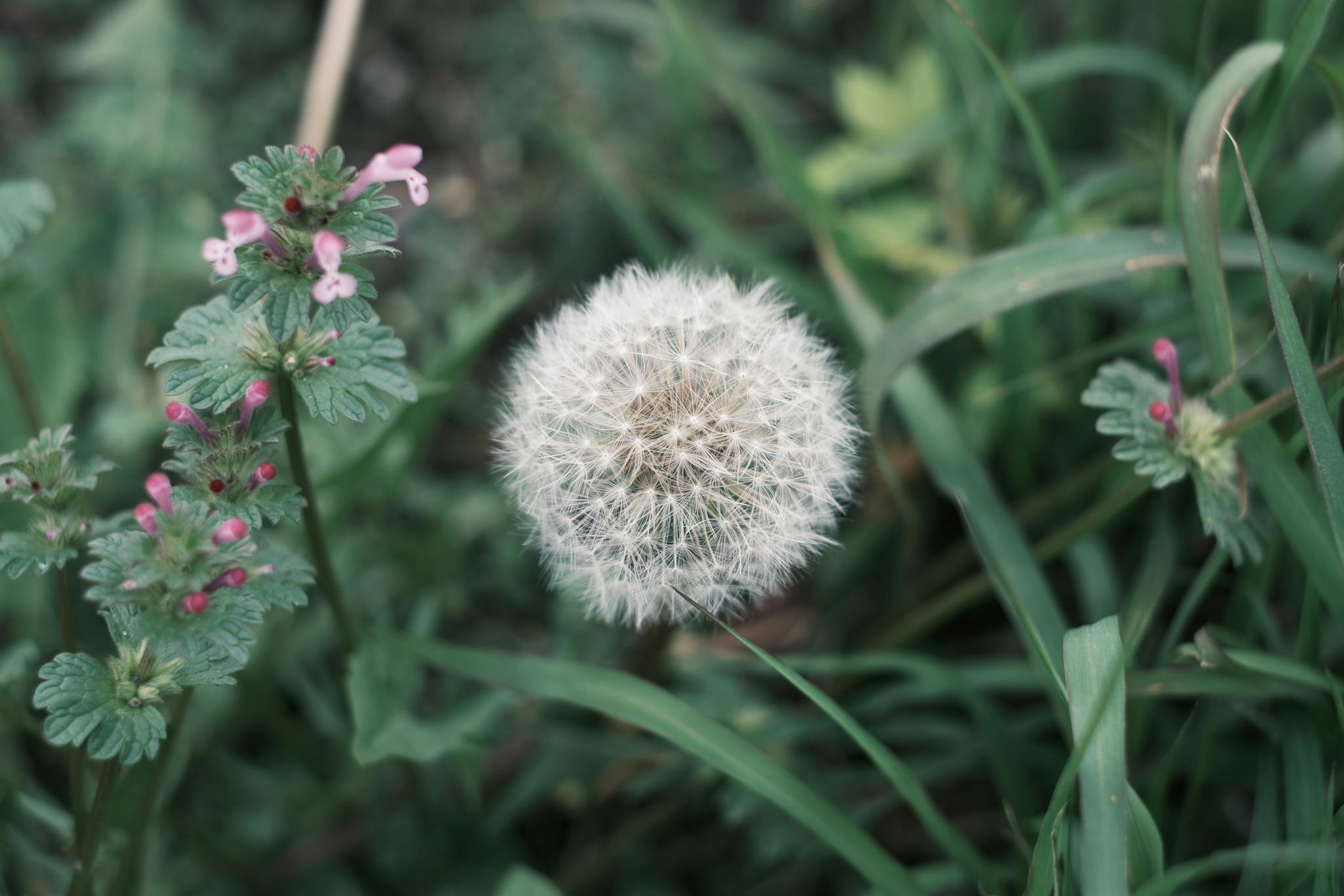 A dandelion seed head in focus, surrounded by green foliage and small pink flowers