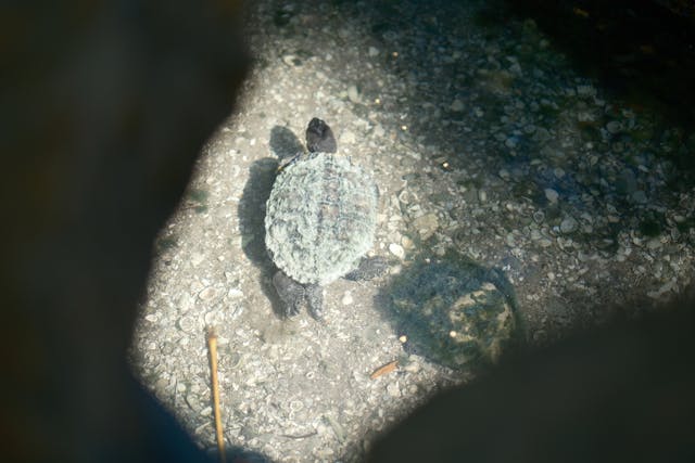 Mossy Turtle