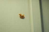 Small brown insect on a pale green wooden surface with vertical grooves and soft shadows