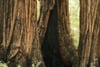 Massive, deeply textured tree trunks frame a dark hollow, with soft sunlight filtering through the forest behind them