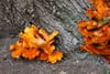 Bright orange bracket fungi growing on rough gray tree bark, with layered fan-shaped clusters and vivid autumnal tones