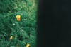 A yellow flower among green foliage, partially obscured by a dark vertical blur on the right side