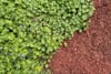 A lush green plant bed borders a swath of rich brown soil