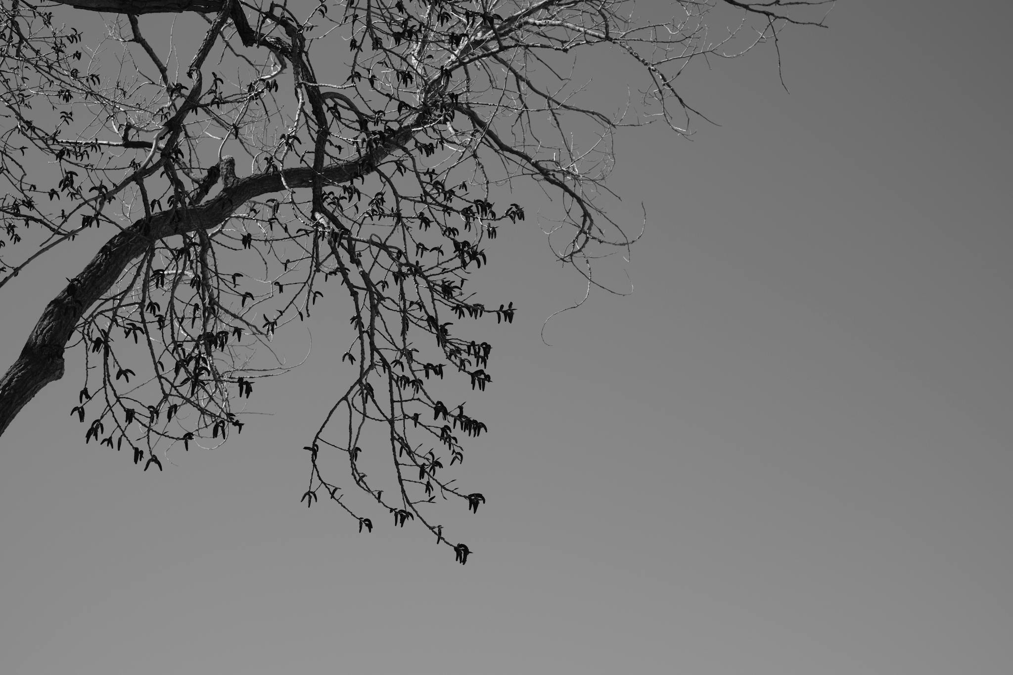 A silhouette of a bare tree branch against a gradient sky, transitioning from light to dark